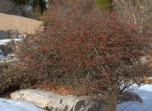 Berberis thunbergii - Japanese Barberry_DBG_10200118_LAH_7051.nef
