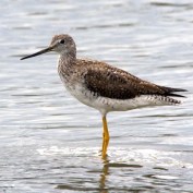 Greater Yellowlegs_ShorelinePark-MtView-CA_LAH_9062
