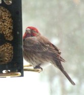 House Finch @BlkFst 2008mar02 LAH 630rc