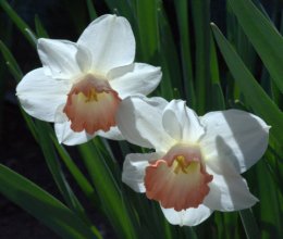 Narcissus_Daffodil_DBG_LAH_2087
