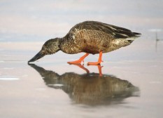 Northern Shoveler_BosquedelApacheNWR-NM_LAH_7744_filtered