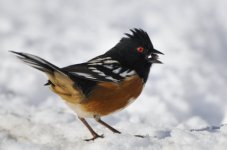 Spotted Towhee_LaVeta-CO_LAH_5540