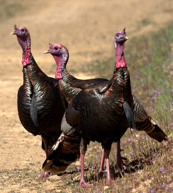 Wild Turkey_MtDiablo-CA_LAH_8699