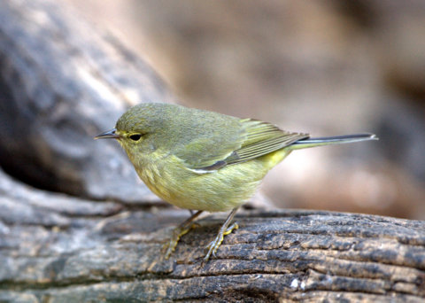 12 December_LagunaAtascosaNWR-TX_LAH_3398