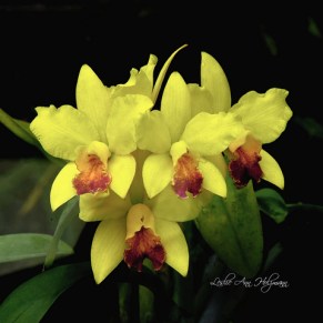 5x5 x Potinara 'Denver Gold'_4387