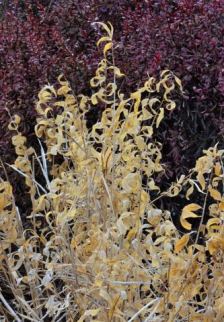 Amsonia tabernaemontana_Texas Star_DBG_LAH_4078-001