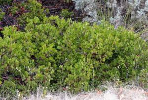 Arctostaphylos patula_Greenleaf Manzanita_DBG_LAH_4029-001