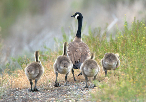 Canada Geese_JamesMRobbCoRivSP-CO_LAH_3295