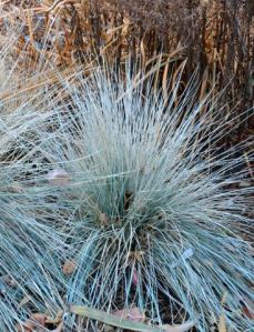 Helictotrichon sempervirens_Blue Oat Grass_DBG_LAH_4080-001