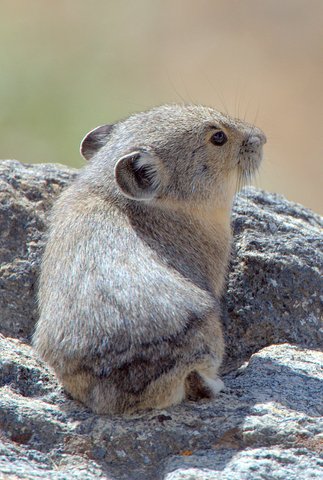 Pika_RMNP_LAH_9593.NEF