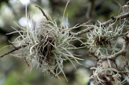 759 Spanish moss starting