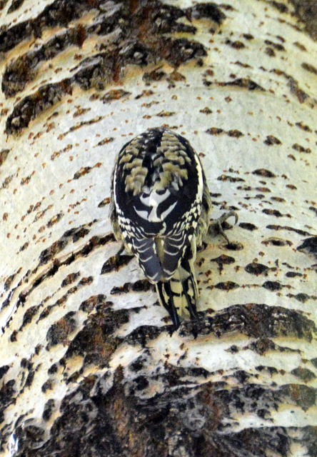 Brett-Gray Ranch-CO_LAH_3867