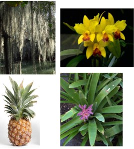 bromeliad quiz group