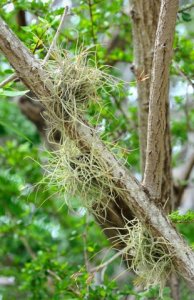 Bromeliad_BosqueSecoPR_20100526_LAH_7085 (2)