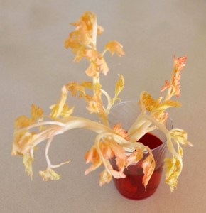 Celery turning red_LAH_4874-001