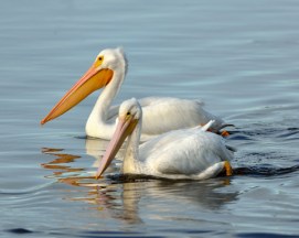 White Pelicans_DingDarlingNWR-FL_LAH_6696_filtered-001