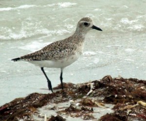 Black-bellied Plover_DingDarlingNWR-FL_0424