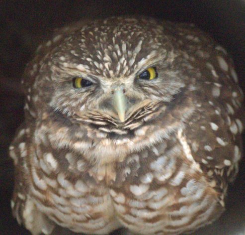 2_HomosassaSP-FL_LAH_8361