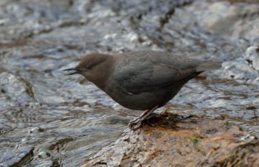 American Dipper_ElevenmileCyn-CO_LAH_5966-001