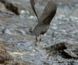 American Dipper_ElevenmileCyn-CO_LAH_6156-001