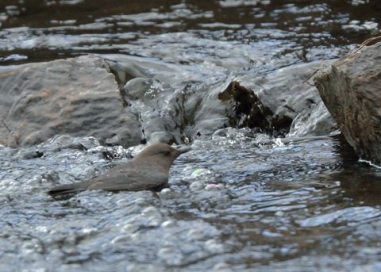 American Dipper_ElevenmileCyn-CO_LAH_6173-001