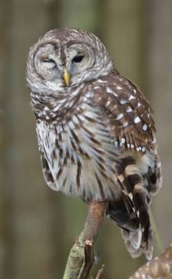 Barred Owl_HomosassaSP-FL_LAH_7890-001