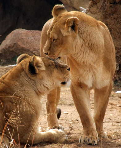 Lionesses, Denver Zoo