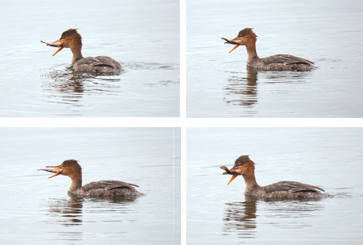 Mergansers