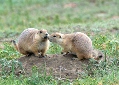 Prairie Dogs, Big Johnson Reservoir, Colorado Springs