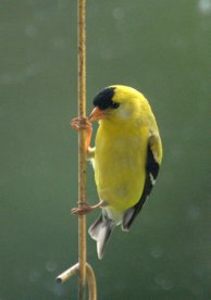 American Goldfinch_Tacoma-WA_LAH_0100