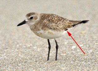 Black-bellied Plover_BlowingRocksPreserve-HobeSound-FL_LAH_4576-001