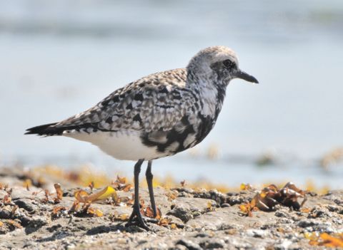 Blaclk-bellied Plover_HalfMoonBay-CA_LAH_0992-001