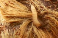 blow-fly-larva TAMU-edu