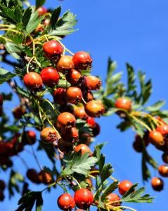Crataegus - Hawthorn_XG_20090820_LAH_9405-001