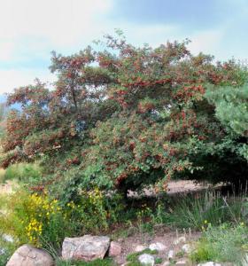 Crataegus - Hawthorn_XG_20090826_LAH_9706-001