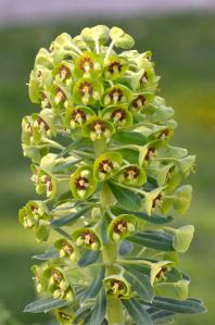 Euphorbia_PtDefiancePark-Tacoma-WA_LAH_0628