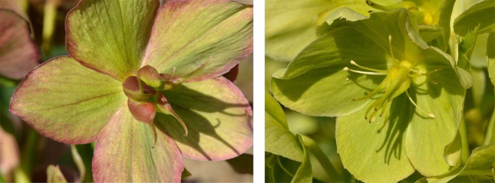 helleborus