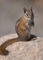 Least Chipmunk_RMNP-CO_LAH_0441
