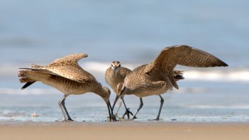 Long-billed Curlew_WaddellBeach-BigBasinSP-CA_LAH_0768