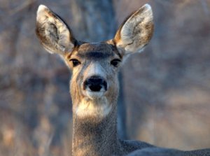 Mule deer_Cherry Creek SP-CO_LAH_2642