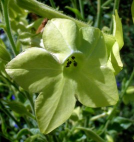 Nicotiana alata - 'Lime Green' @DBG 19sept05 LAH 405