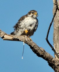 Prairie Falcon_LasVegasNWR-NM_LAH_8845
