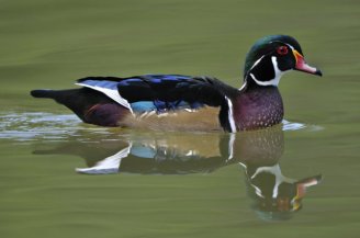Wood Duck_PuebloCityPark-CO_LAH_6882_filtered