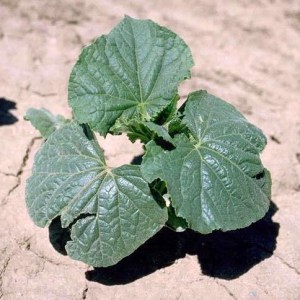 12 bugwood Howard F Schwartz 2