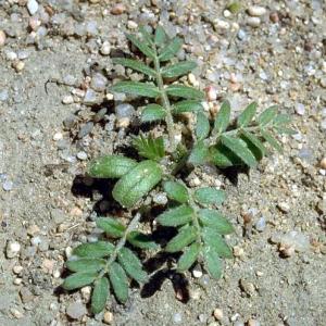 6 bugwood Phil Westra