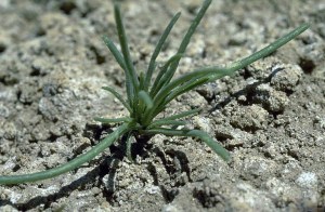 7 bugwood Phil Westra