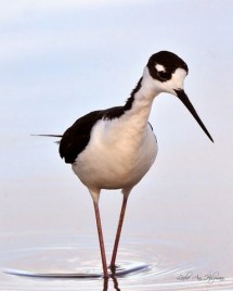 Blacked-necked Stilt_RiperianPres-GilbertAZ_20100514_LAH_2690