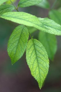 Chlorosis on Hydrangea_DBG_LAH_7334