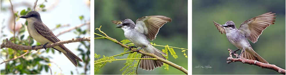 Gray Flycatchers