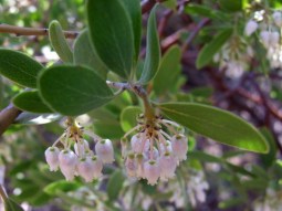 Manzanita @SedonaAZ 2009-03-021